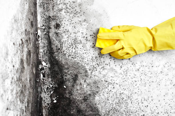 Mold Remediation for Rental Properties in Rolla, MO